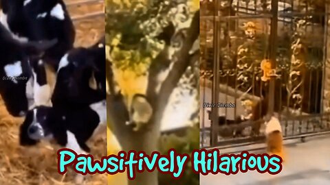 Pawsitively Hilarious: A Must-See Compilation of Adorable Dog Antics