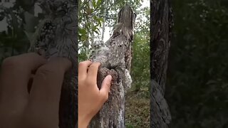 Alguém sabe o nome desse pássaro? E ae puder se INSCREVE NO CANAL.