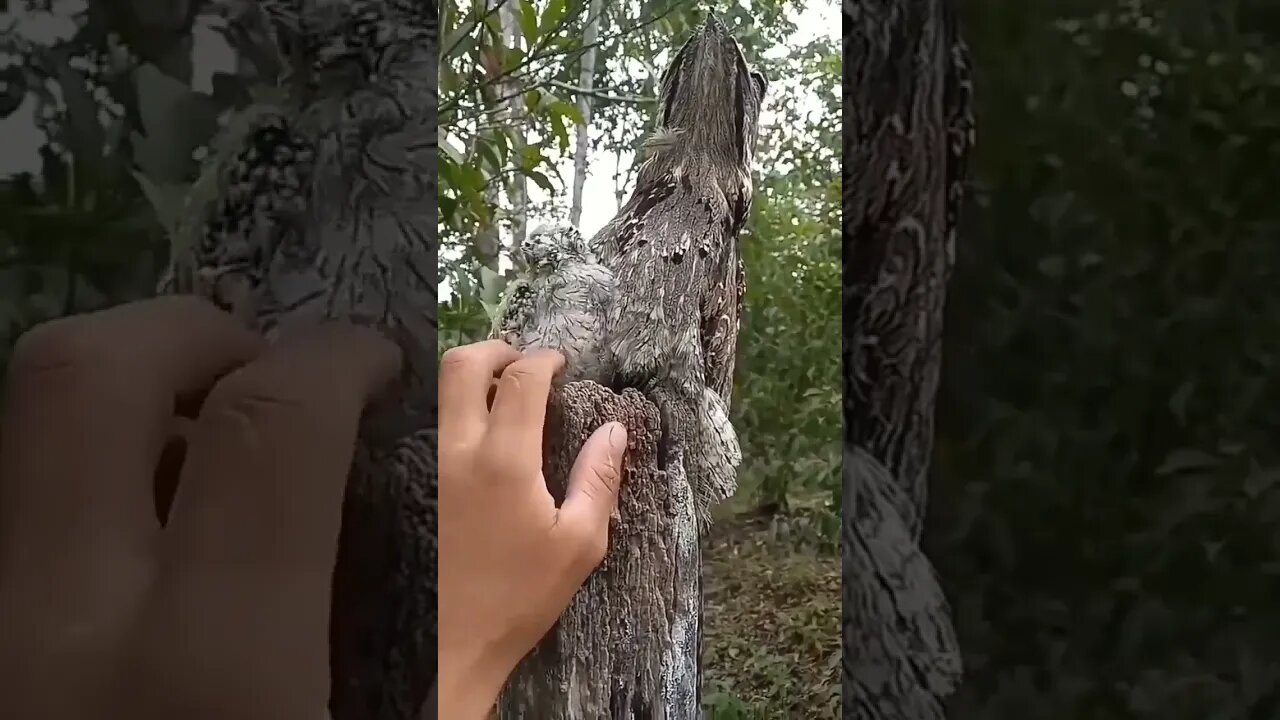 Alguém sabe o nome desse pássaro? E ae puder se INSCREVE NO CANAL.