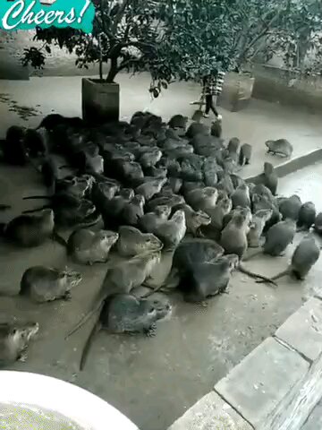 DEMS BLINDLY FOLLOW BIDEN