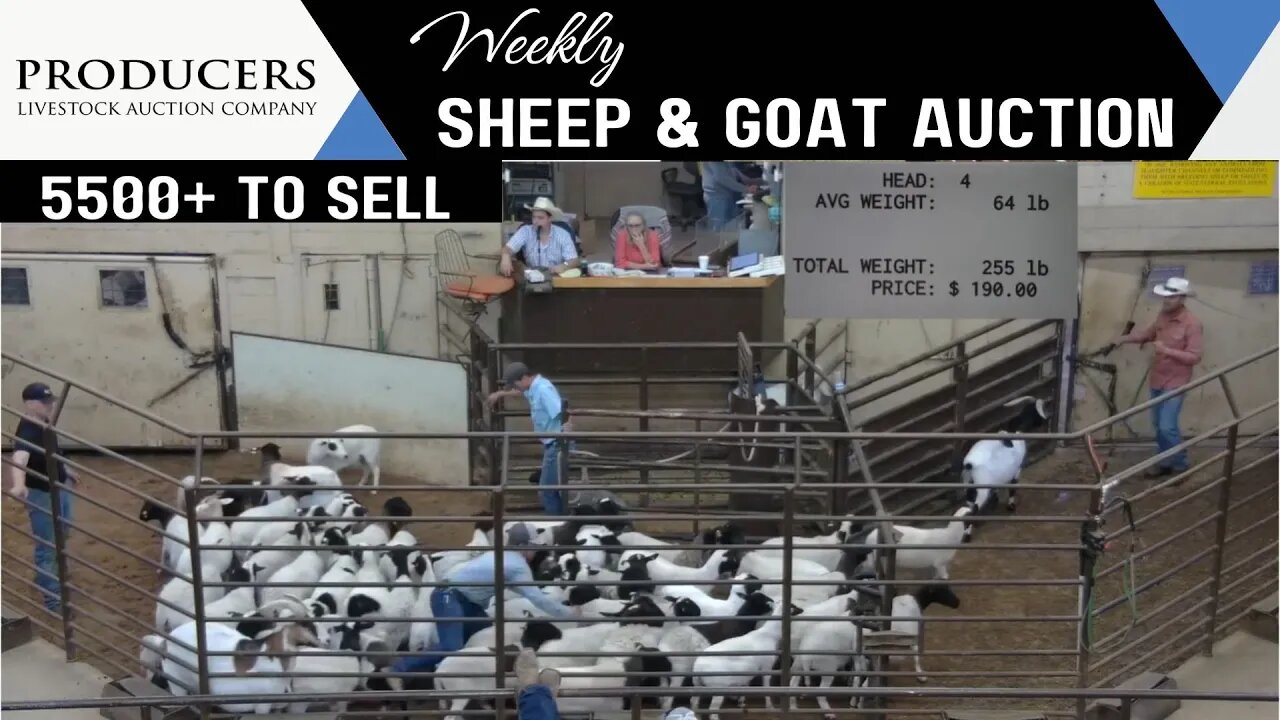 7/18/2023 - Producers Livestock Auction Company Sheep & Goat Auction