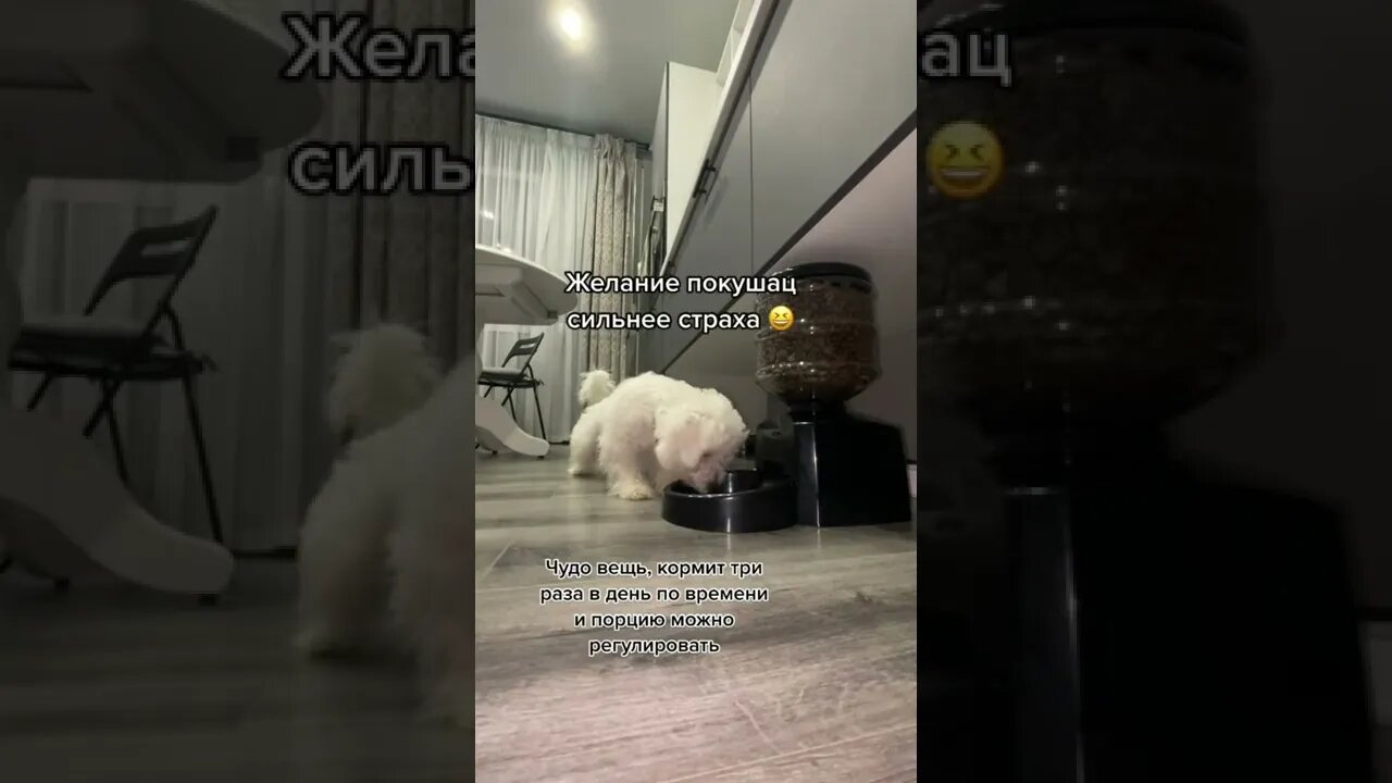 #shorts Смешные Собаки Из Тик Тока 218 Funny Dogs From Tiktok