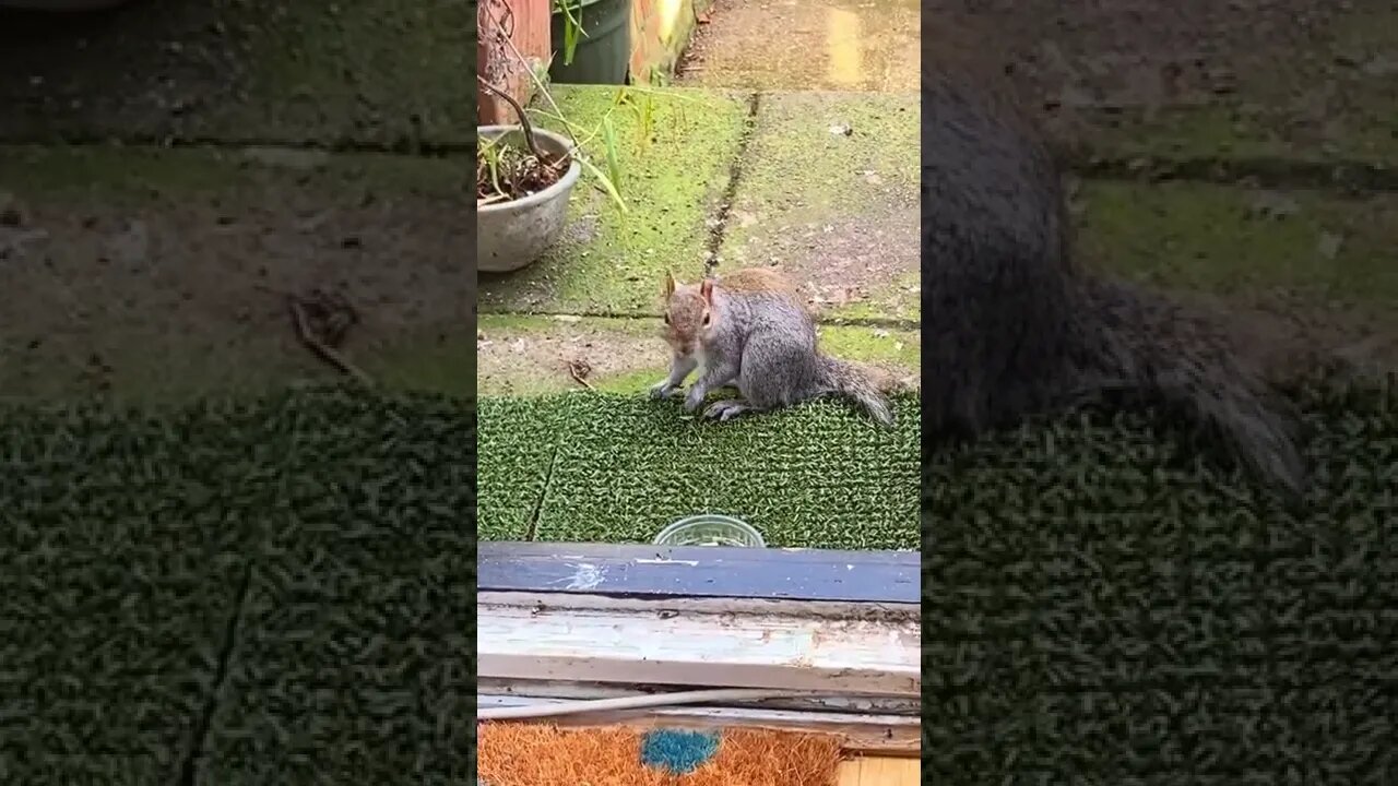 しっぽの短いリスがピーナッツをたくさん食べて行った＃A squirrel with a short tail #shorts