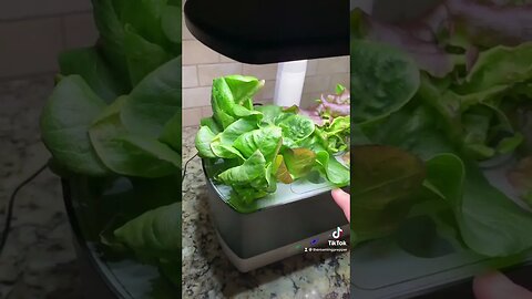 Aerogarden Update