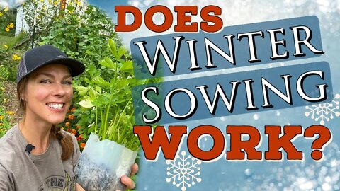 Does Winter Sowing Vegetables Work? The final winter sowing update!