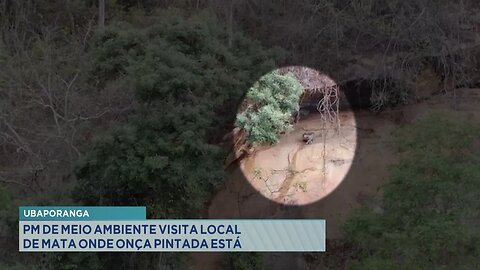 Ubaporanga: PM de Meio Ambiente Visita Local de Mata onde Onça Pintada está.