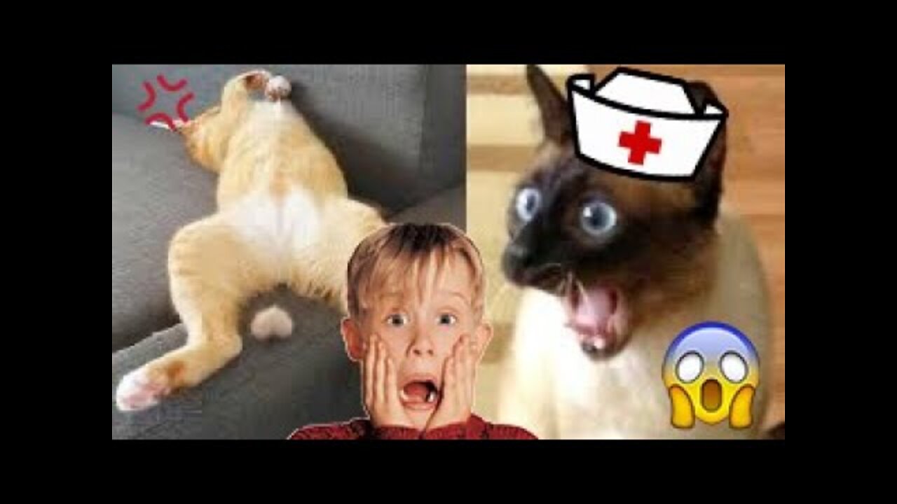 Funny animals - Funny cats / dogs - Funny animal video Compilation number