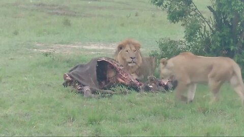 Sala's Male Lion Feeding | Live from Lalashe Maasai Mara