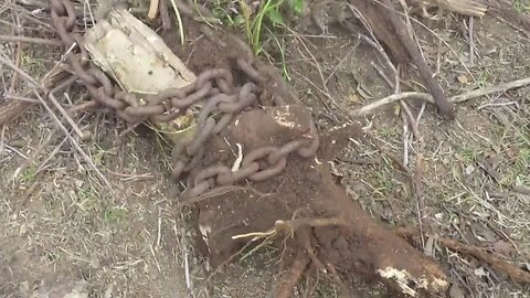 hackberry stump pulled