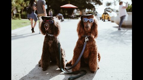 Dog exercises with two police officers 🐶