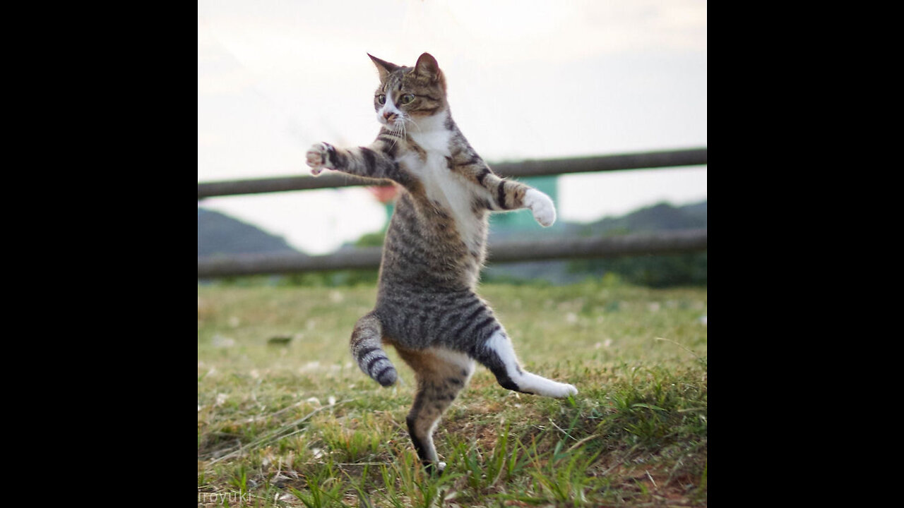 Kung fu cat | trying to learn to kung fu for body strength