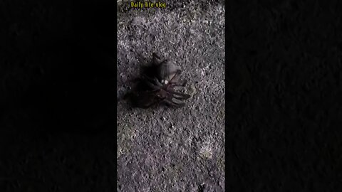 spider lying on its back and half on the ground