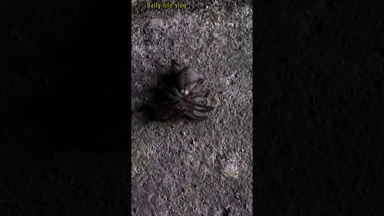 spider lying on its back and half on the ground