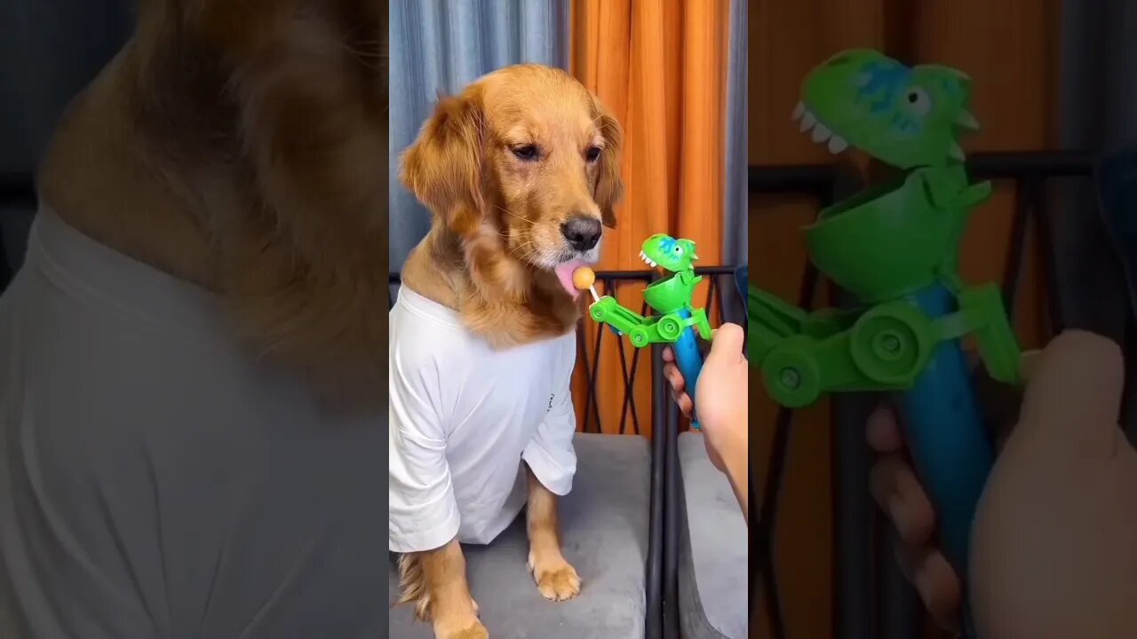 The Craziest, Funniest Dog Videos You'll Ever See