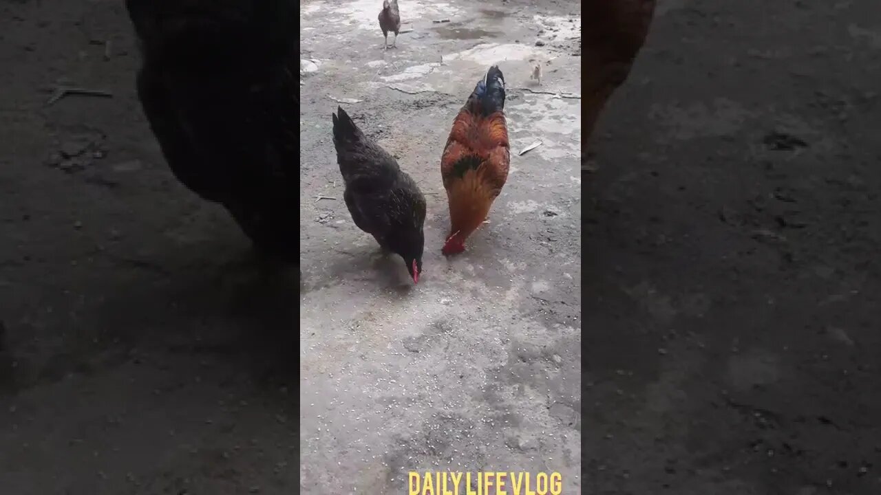 my chicken, picking rice