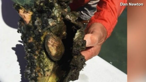 Dead conch shells discovered in Indian River County
