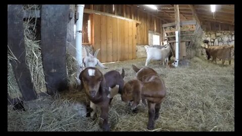 Full Kidding Season/Baby Goats/Live Goat Birth