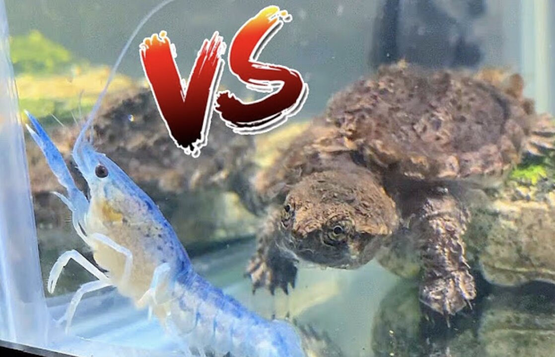 GODZILLA TURTLE EATS MY BABY BLUE LOBSTER!