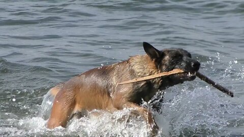 SUPER DOG: RETRIEVER......#SHORTS