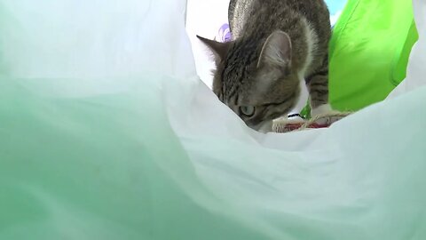 Relaxed Cat Yawns at the End of the Tunnel