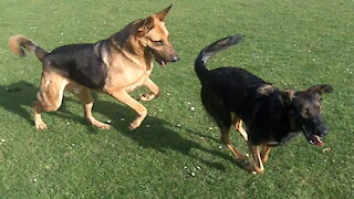 German Shepherd and Cocker dogs fooling around