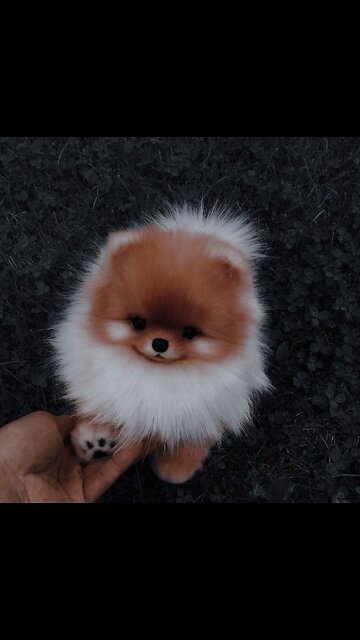 Funny animal , dog, cat