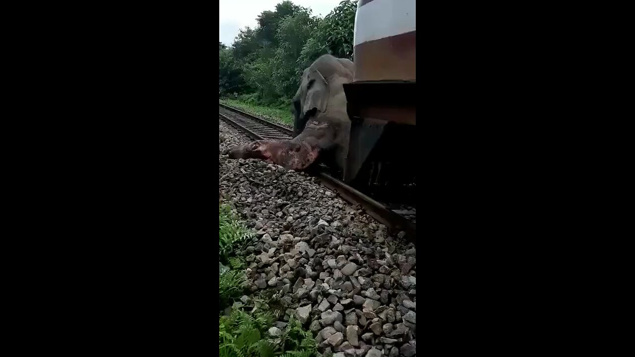 Train Accident With An Elephant