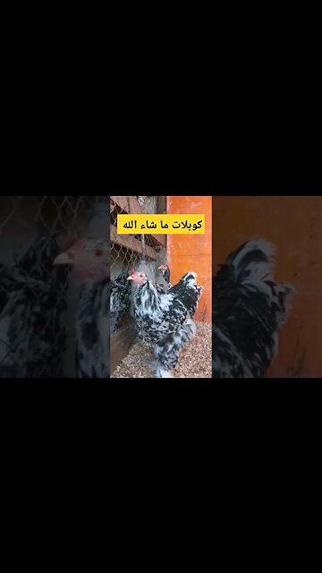كوبلات 2 ما شاء الله