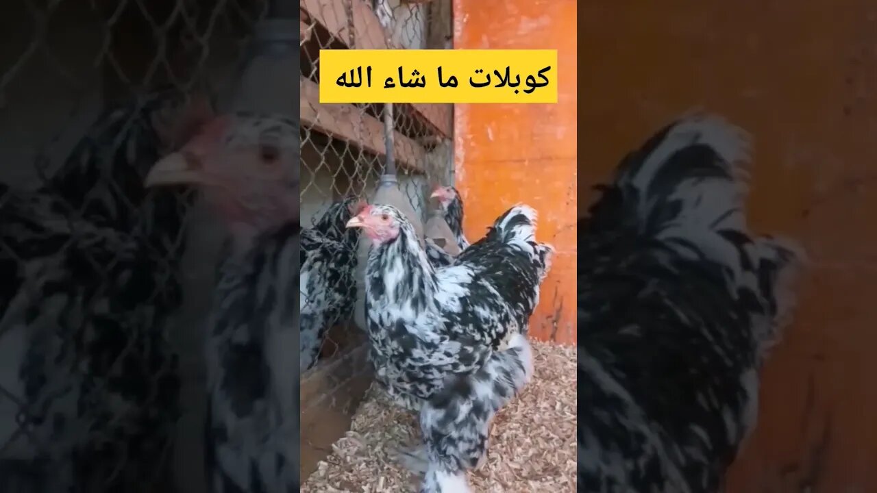 كوبلات 2 ما شاء الله