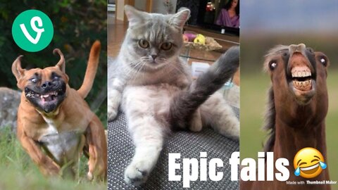 funny epic animal fails in 2022