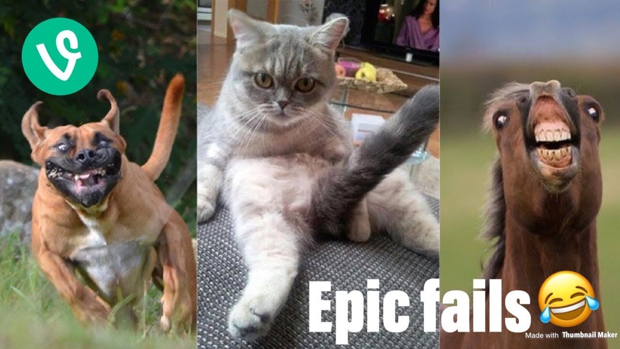 funny epic animal fails in 2022