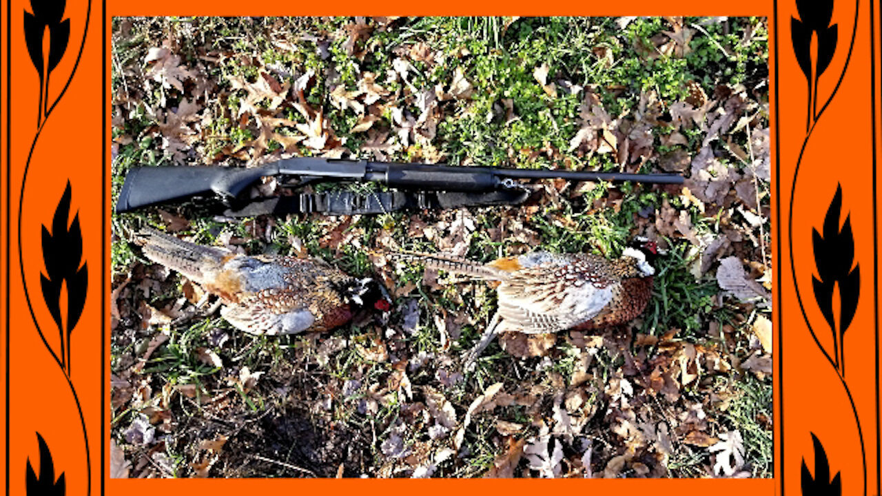 Last Trip of Pennsylvania Pheasant Hunting 2019