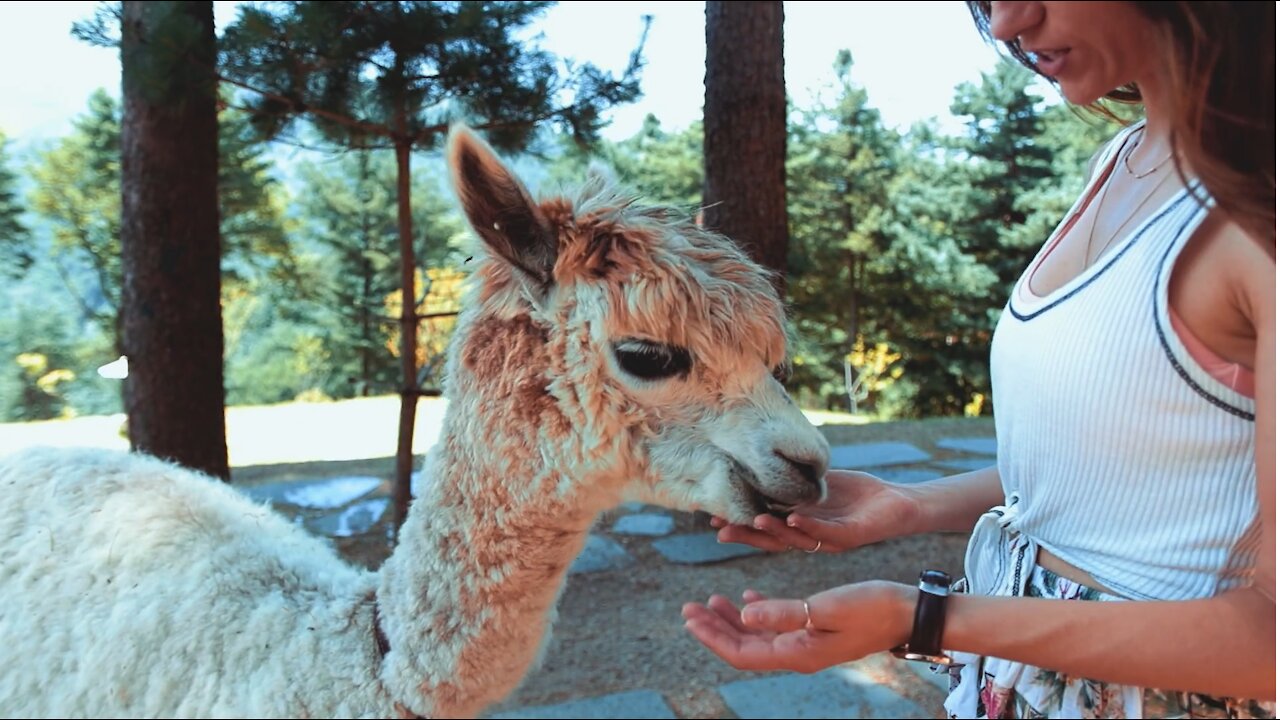 WOMEN FEEDING ALPACA