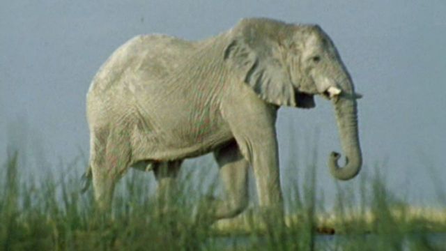 Uzoo University: Amazing Elephants