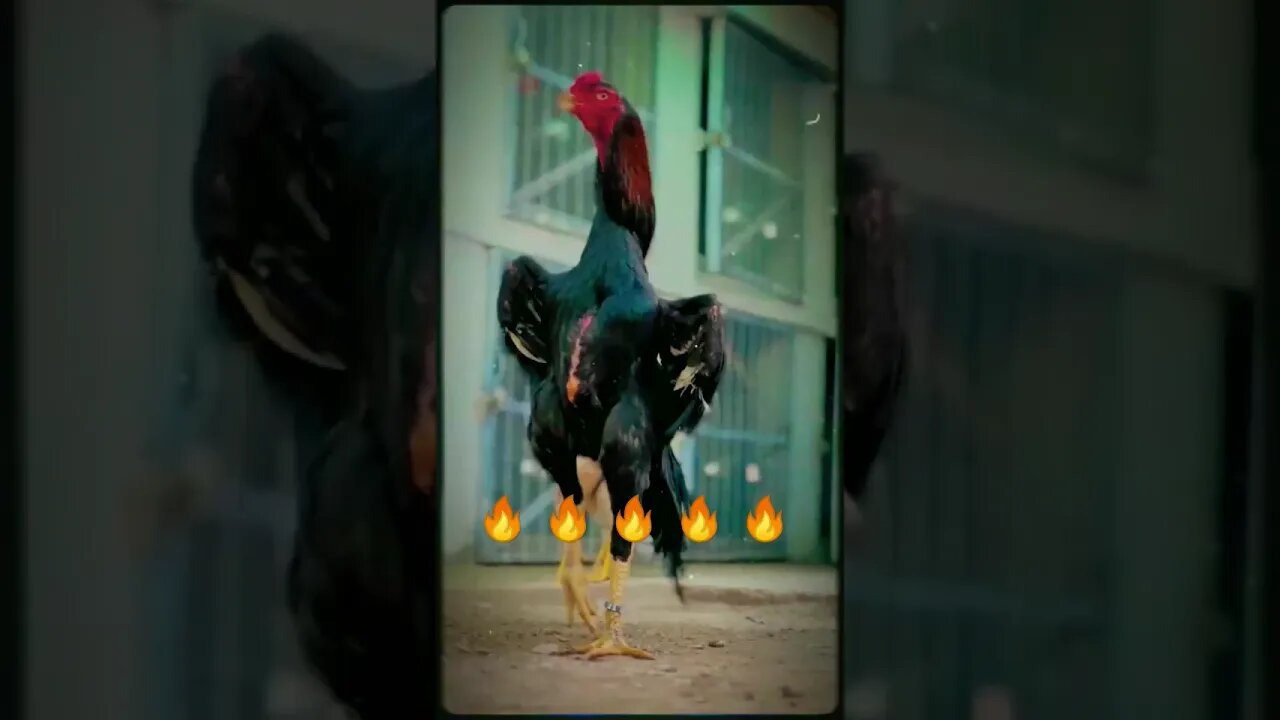 🔥 Shamo Aseel 🔥 [ King Shamo ] #shorts #shamo #rooster #youtubeshorts #aseelmurga #king #attitude