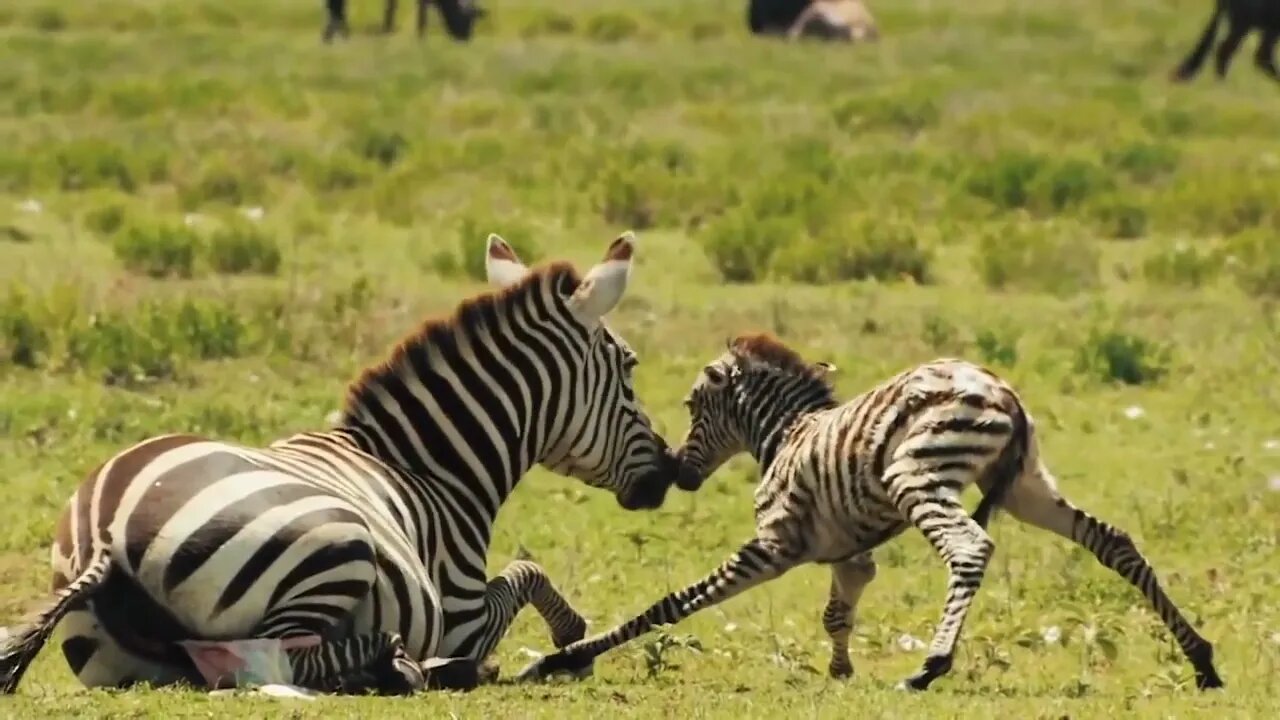 HUNTER BECOMES THE HUNTED | Mother Zebra Save Her Newborn From Lion , Giraffe vs Lion-4