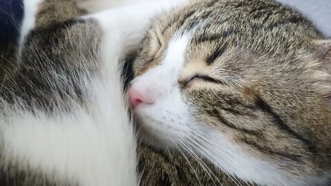 Close Up of a Pink Cat Nose