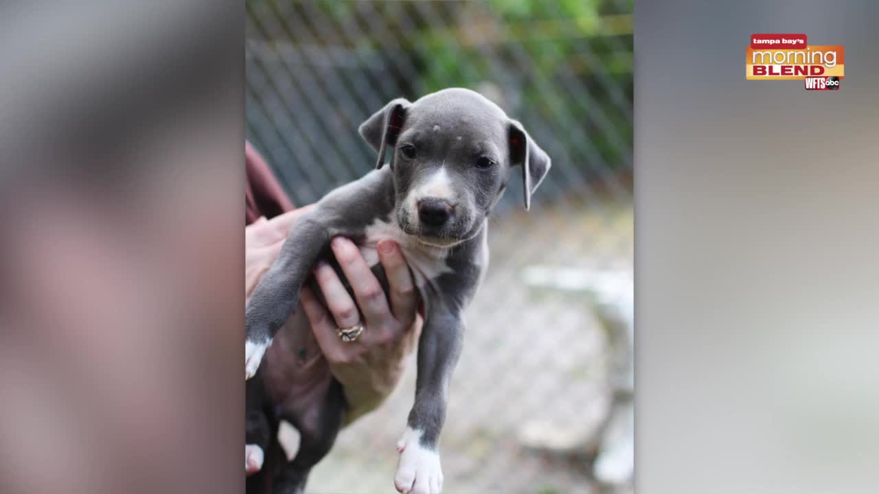 SPCA Tampa Bay | Morning Blend