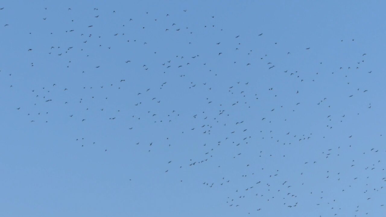 Vogelschwarm