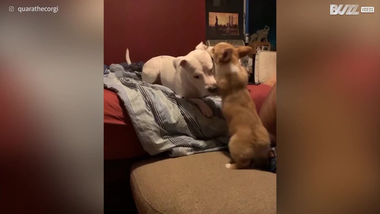 Ce corgi s'amuse jusqu'à en tomber du canapé