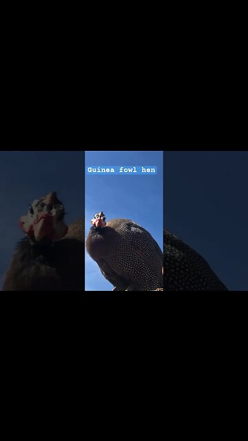 Pearl grey guinea fowl hen