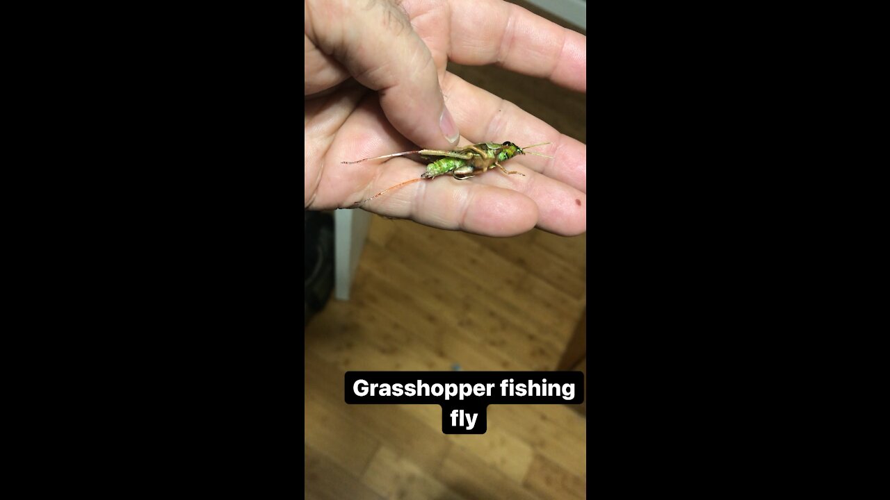 Grasshopper (green)