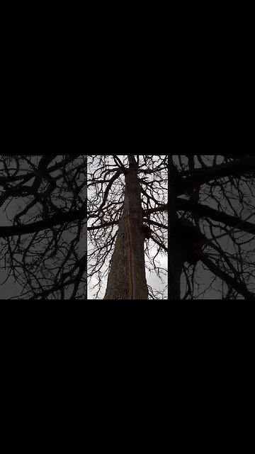 What lightning does to a tree