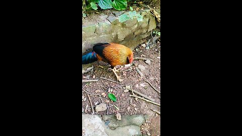 jungle fowl