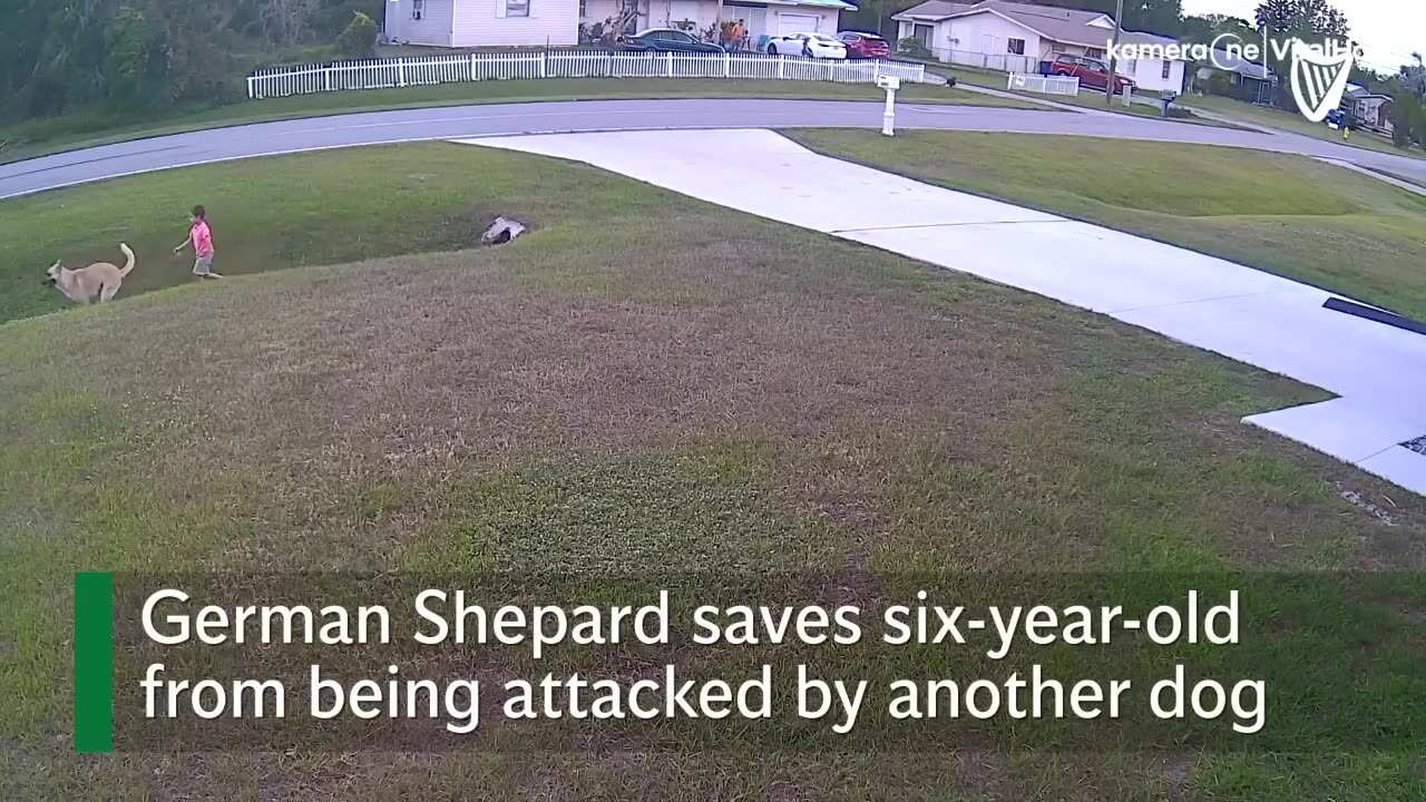 Hero German shepherd saves 6-year-old boy from attack by neighbor’s dog.