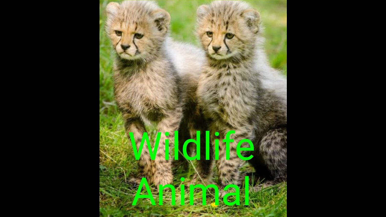 Wildlife Animal