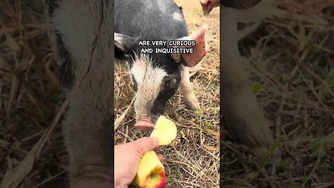 Why Do Pigs Want to Eat My Feet? #pasturedpigs #pig #animals #pigfeed