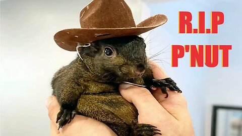 Internet sensation P"NUT the squirrel seized and killed by NY authorities