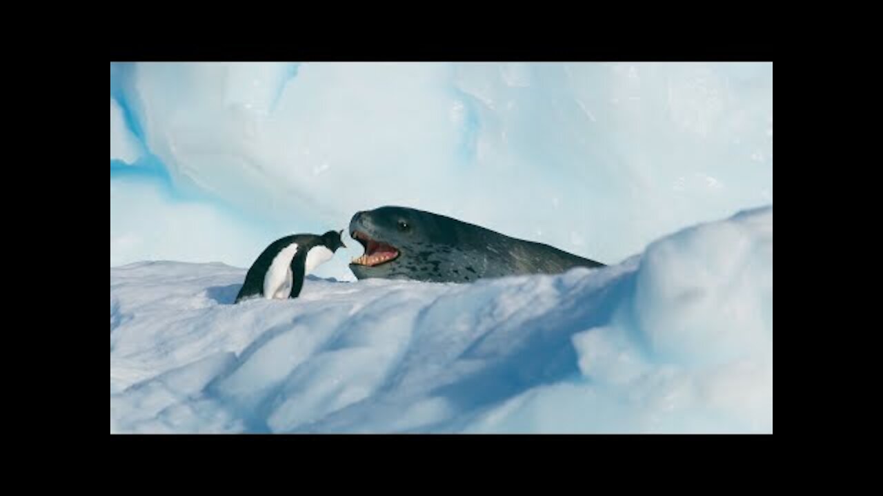 Tiny Penguin Makes a Deadly Dash From Giant Leopard Seal Seven Worlds One Planet BBC Earth