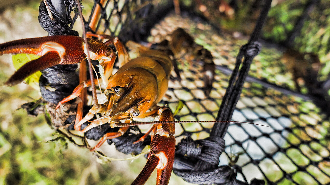 How to catch Crawfish